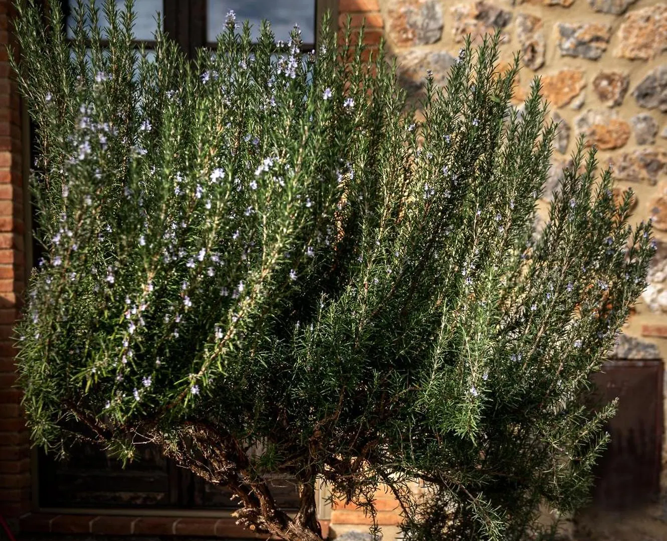 Tenuta Aronne Massa Marittima